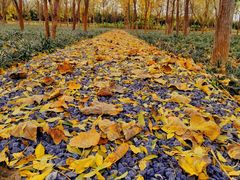 -汉长安城未央宫国家考古遗址公园