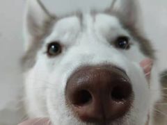 -星多哈·狗咖·拼豆·咖啡