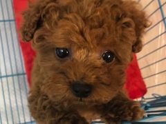 -翊宠yipet猫狗购宠庄园犬舍•猫舍