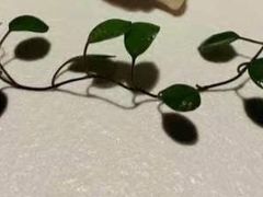 -九里云松·天香餐厅
