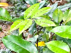 -广州神农草堂中医药博物馆