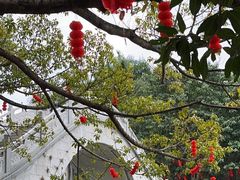 -荔枝公园(福田区)