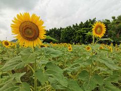 -光明小镇欢乐田园