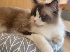 -CAT’S MEWSTAR CAFE·喵星球猫屋(晴湾咖啡店)