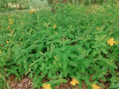 -昆山城市生态森林公园