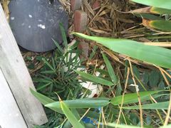 海边的猫和咖啡馆-海边的猫和咖啡馆