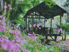 -合肥滨湖国家森林公园