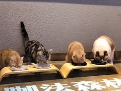 猫咪-咖法森林·咖啡  酒吧(天河店)