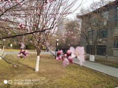 -山东大学(洪家楼校区)