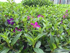 Club&nbsp;Med桂林-Club Med地中海俱乐部·桂林度假村