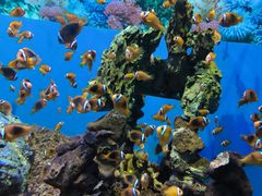 -海合安成都极地海洋公园