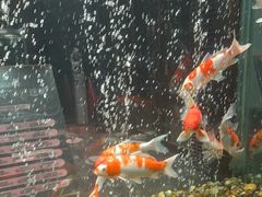 -浩运海鲜·16年专注青岛菜(石老人店)