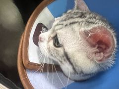 -瑞派福兴宠物医院犬猫全科·骨科·中西医结合(河东店)