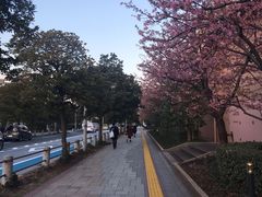 -台场海滨公园船码头