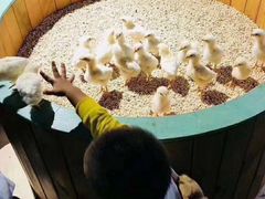 -萌宠奇缘