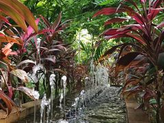 -呀路古热带植物园