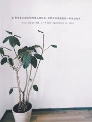 点击看大图 -绽放摄胶片摄影工作室