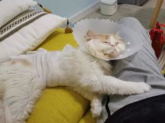 -北京博爱动物医院有限公司