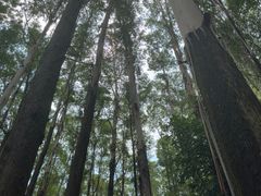 -南国桃园旅游度假区