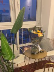 -演员的秘密·皮肤管理