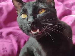 -PETKIT 小佩宠物·低压洗护·美容·寄养(安远店)