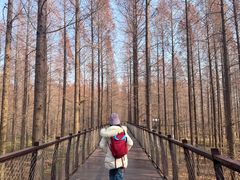 -黄海国家森林公园