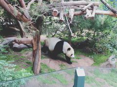 -圣地亚哥动物园