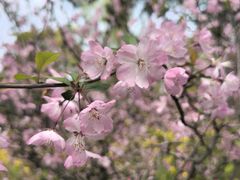 -南汇桃花村