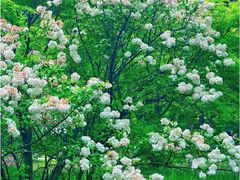 -上海共青森林公园