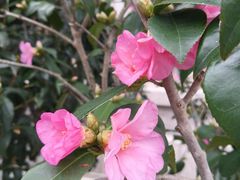 -上海市控江中学