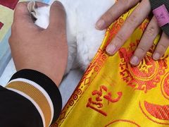 -瑞派康怡24h宠物医院·犬猫医疗中心·微创绝育(瑞景分院)
