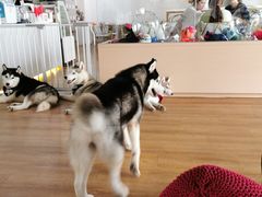 -Husky Go! 哈士奇体验馆·宠物咖啡厅狗咖