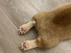 -浣熊柯尔鸭土拨鼠·电玩咖