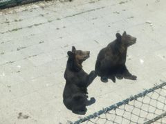 -大连森林动物园