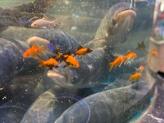 -魏铭鱼头捞饭(晋阳路店)