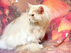 -佐罗家宠物馆·猫文化馆(紫霞路店)