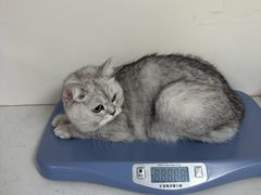 -贝康宠物医院·犬猫全科·小动物特色诊疗中心(东环路店)