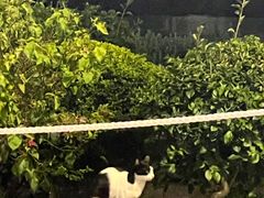 -九龙公园