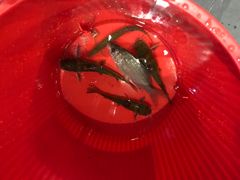 -帐篷客·溪龙茶谷度假酒店