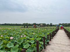 -西青郊野公园