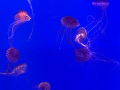 -海合安武汉极地海洋公园