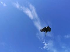 -尼甘布海鲜市场