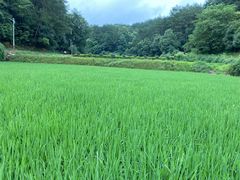 -韶山毛泽东同志故居