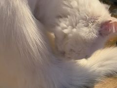 -猫猫幼稚园·撸猫·桌游·电玩