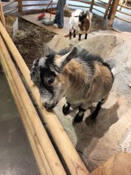 -Zoolung Zoolung动物主题公园(海信广场店)