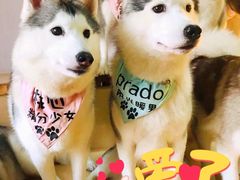-Husky Go! 哈士奇体验馆·宠物咖啡厅狗咖