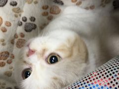 -瑞派宠物医院·24h·骨外科·皮肤科·全科宠物医疗转诊中心(沈阳浑南院)