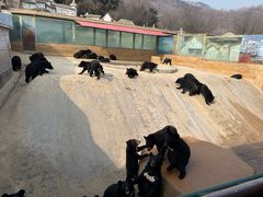 -东方熊牧场