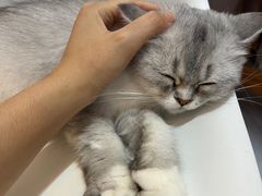 -我爱猫咪·猫咖·狗咖·安哥拉兔·羊驼咖(小寨华旗店)