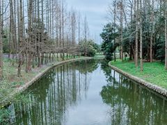 -上海滨江森林公园